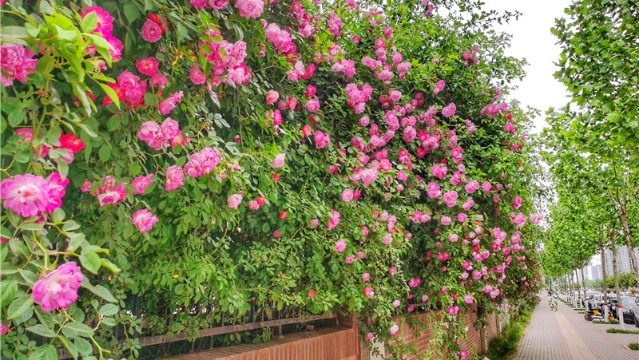 周口中心城区多处鲜花盛开