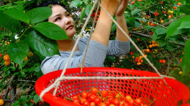 樱桃红了果农笑了