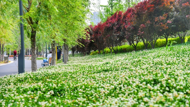 流沙河：生态美景韵味足