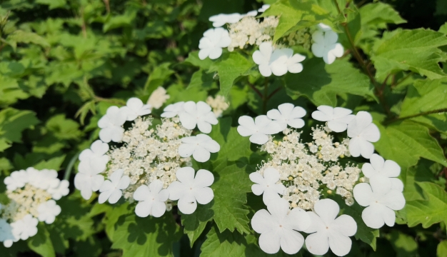 天目琼花迎初夏