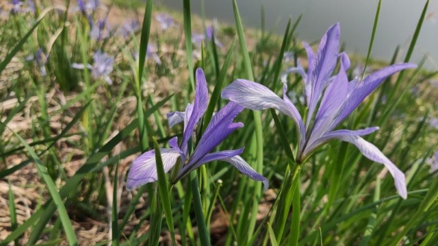 马兰花花开正艳