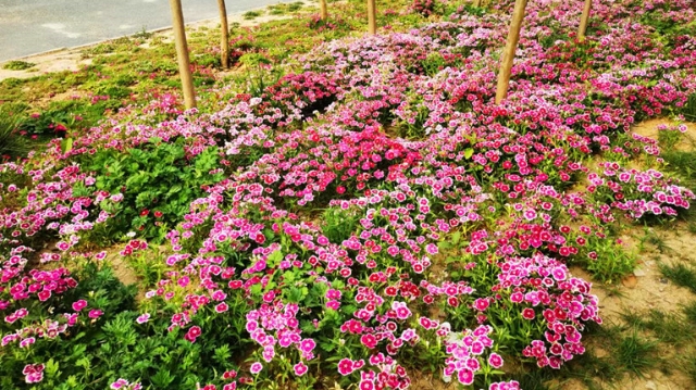 铁路公园百花争奇斗艳