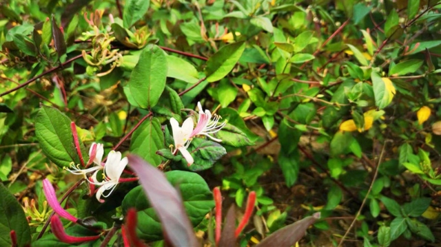 滨河公园迎金银花盛开期