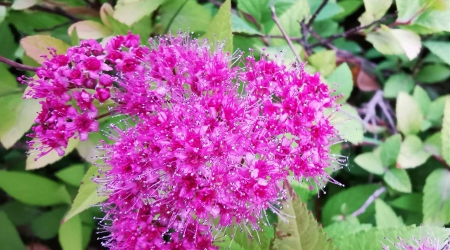 金山绣线菊竞相绽放