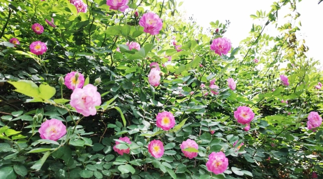 蔷薇花开正当时