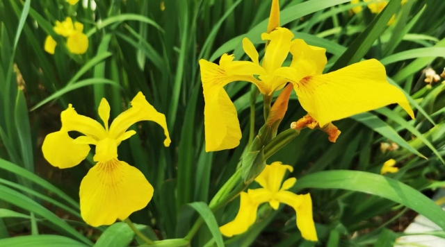 黄菖蒲静悄悄地绽放