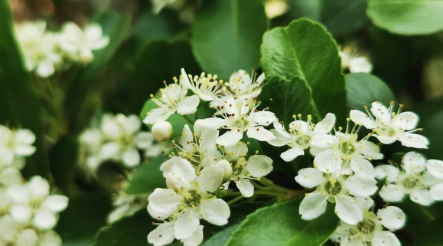 火棘花开 香气四溢