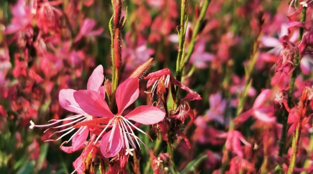 山桃草绽放 如花海荡漾