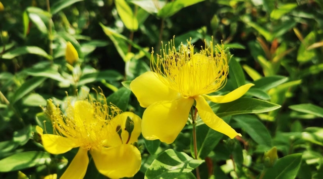 铁路公园金丝桃绚烂盛开