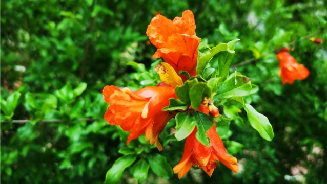 石榴花开 红红火火