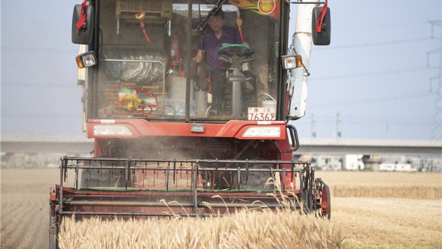 我市小麦开镰收割