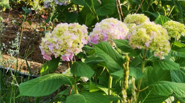 绣球花开美如画