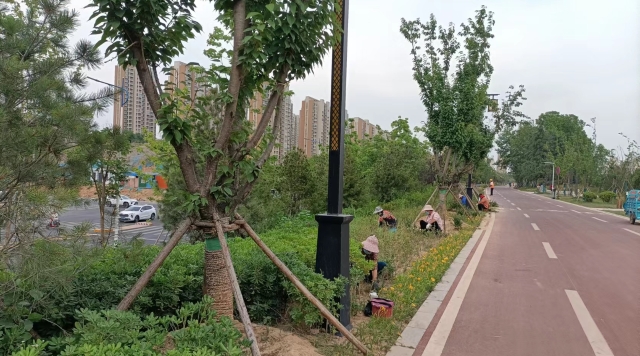挥汗筑造风景 辛勤扮靓城市