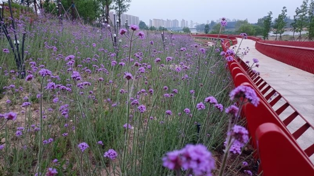 沙颍河景观步道：美丽景色迎市民