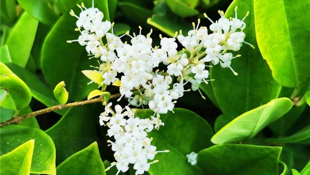 金森女贞绚丽开放