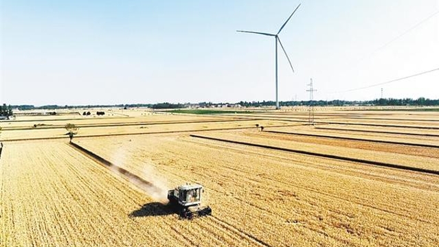 周口“麦”向丰收