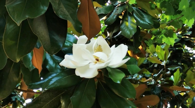 夏日广玉兰，满树如莲开！