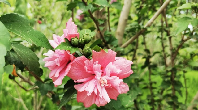 木槿花开引人驻足