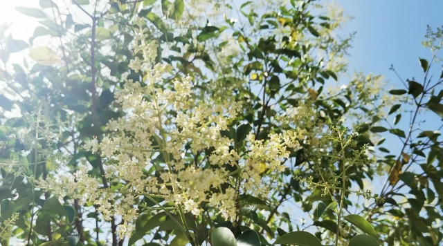 女贞花开 香气四溢