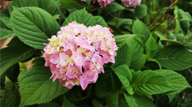 绣球花点缀精彩夏日