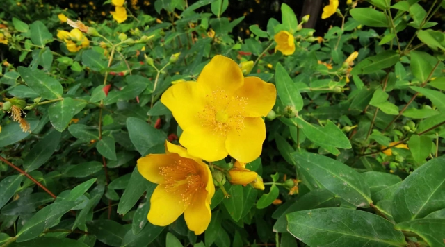 金丝梅花开烂漫