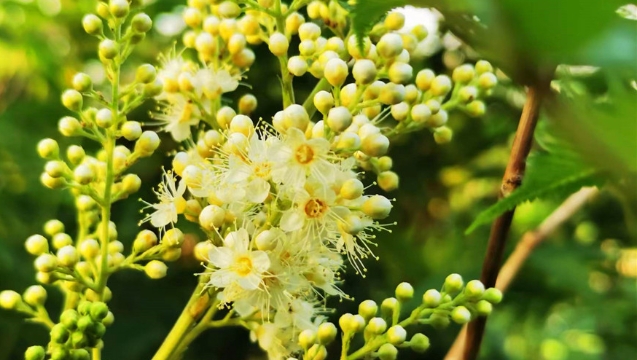 珍珠梅 迎来最美花期