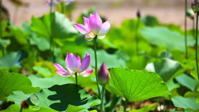 接天芙蓉次第开 又到一年赏荷季