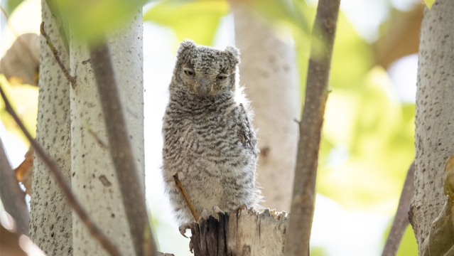 周口市植物园：呆萌雏鹰树荫下乘凉避暑