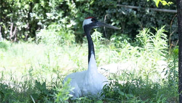动物避暑各有招：老虎河马泡水澡 丹顶鹤树荫享清凉