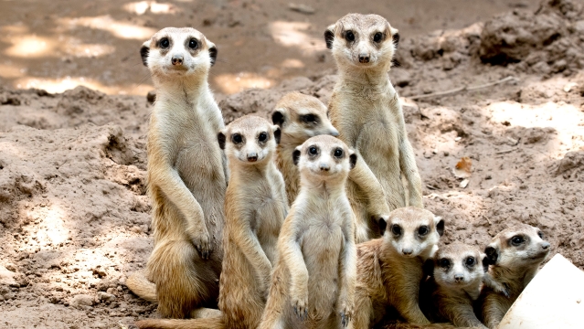 周口野生动物世界：窝窝“萌娃”呆萌逗游人