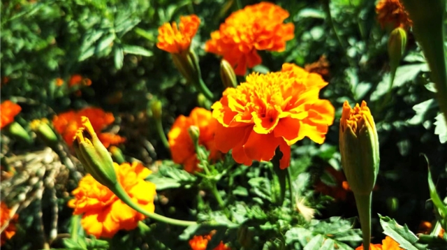 孔雀草花开明丽鲜艳