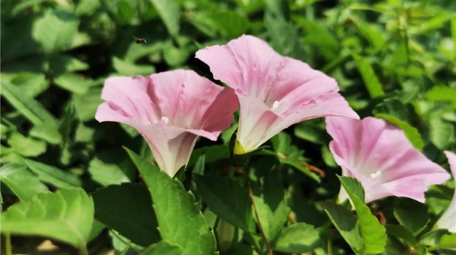 夏天小清新：打碗花