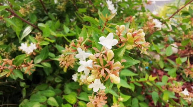 大花六道木 盛开一个季节