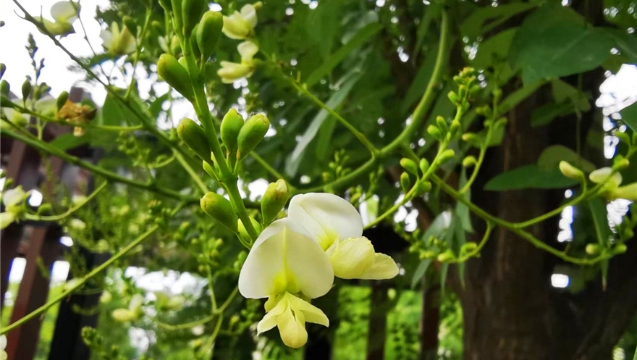 国槐花开——平淡却美丽
