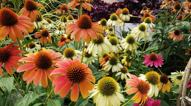 松果菊花开美轮美奂