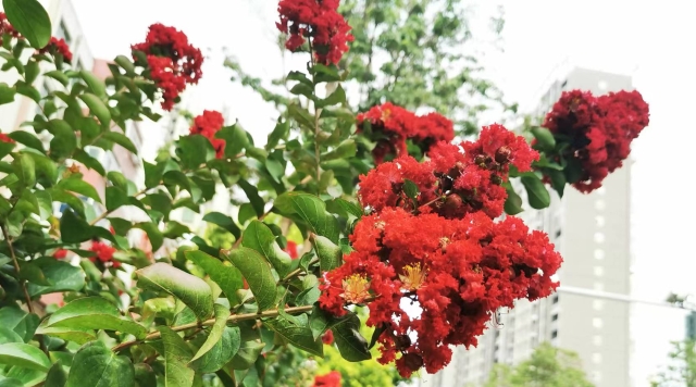 红花紫薇 花开嫣然