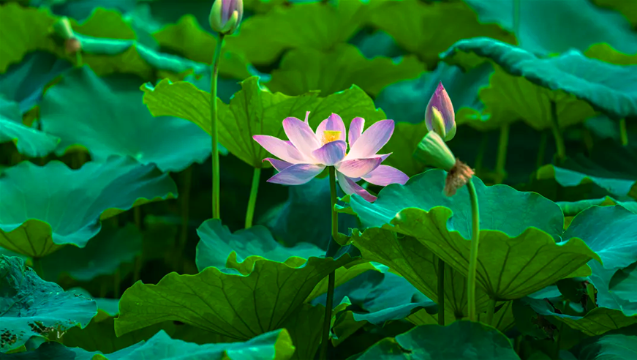 淮阳：盛夏荷花次第开 万亩龙湖待君来