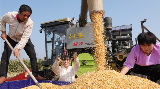 机械轰鸣抢收忙