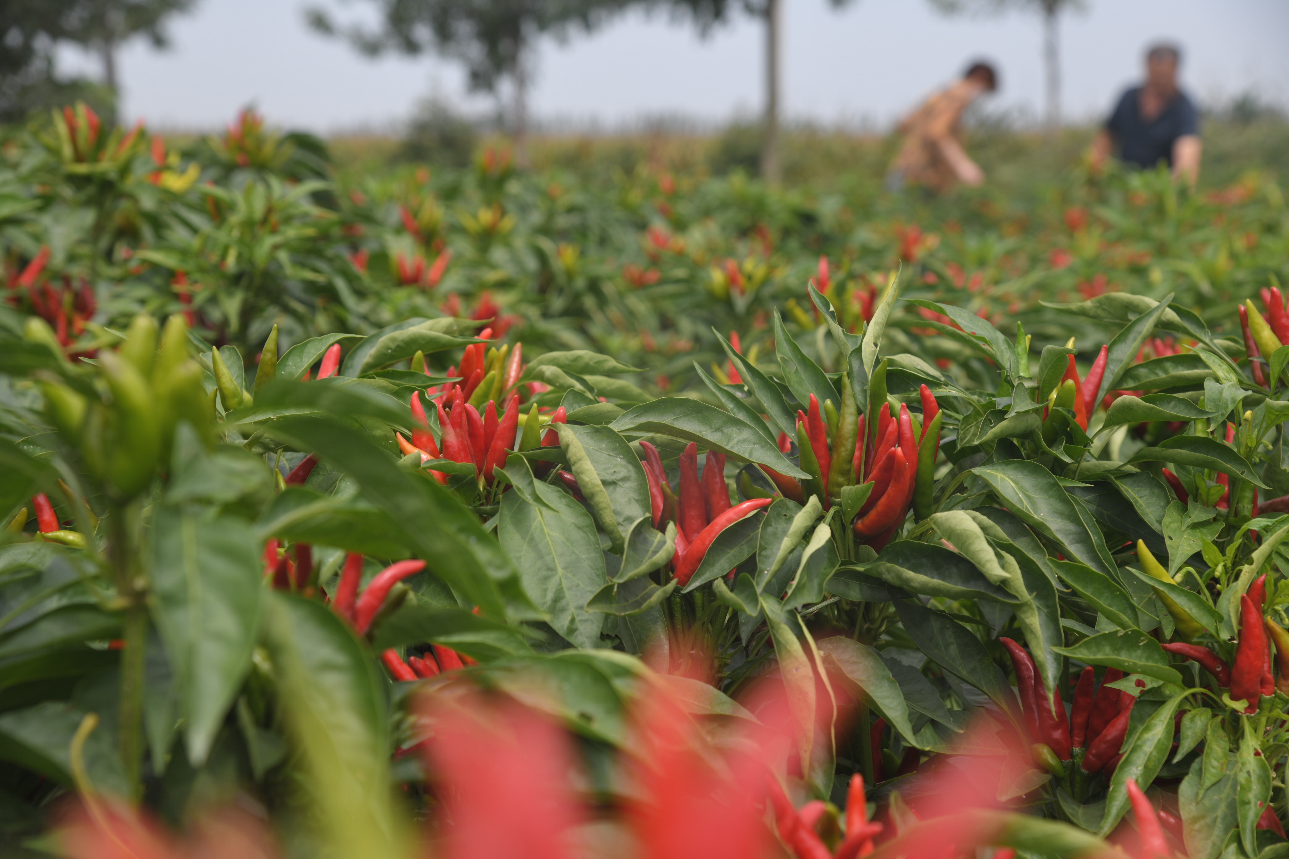 周口：秋分过 辣椒红