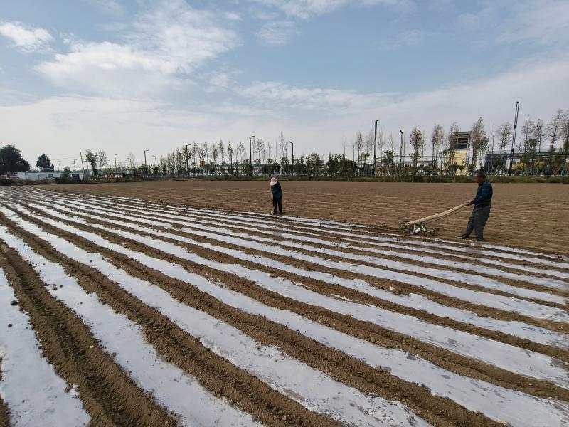 大蒜引领致富路