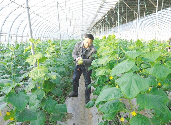 QQ黄瓜成餐桌“新宠”