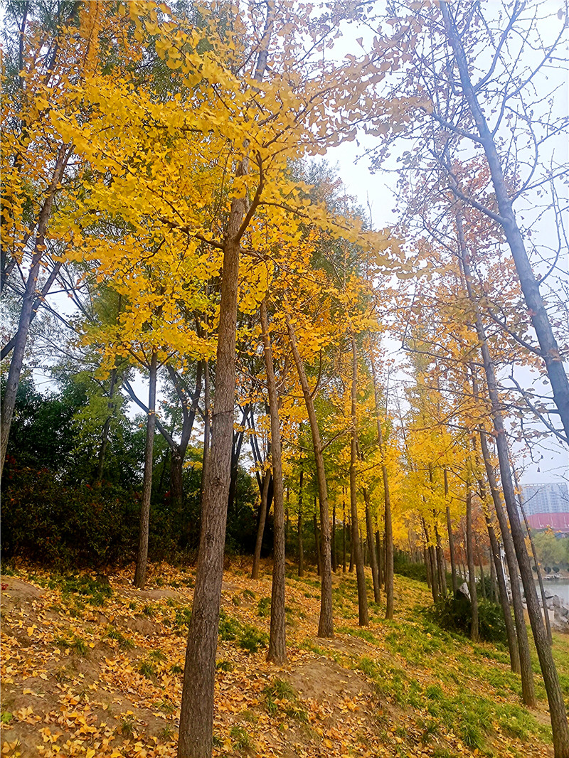 银杏渐黄秋意浓