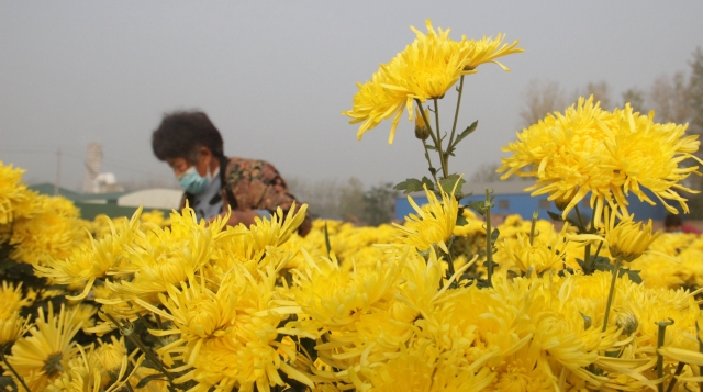 金丝皇菊助农踏上芬芳致富路
