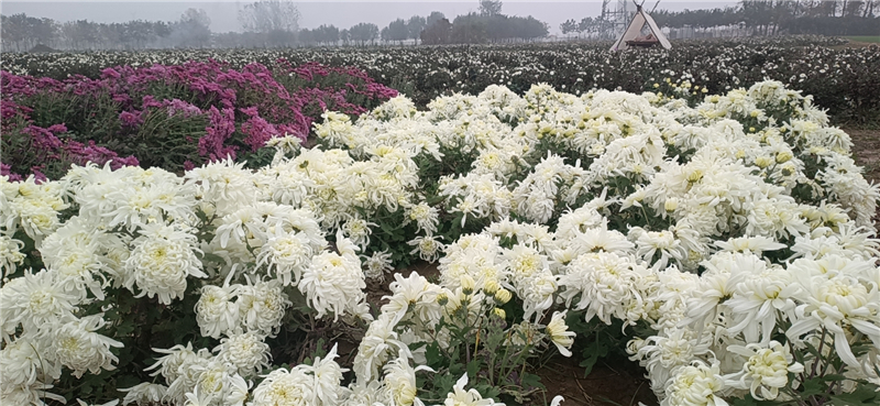 西华龙池头：200亩菊花竞相开 金色产业绘美景