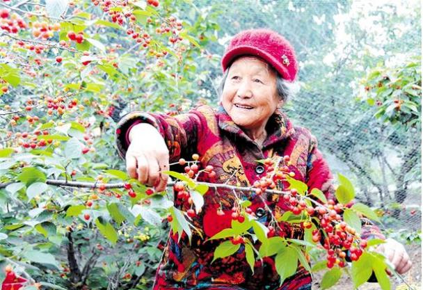 淮阳区豆门乡第四届樱桃文化采摘节开幕