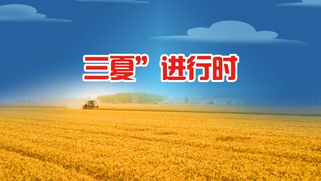 “三夏”进行时