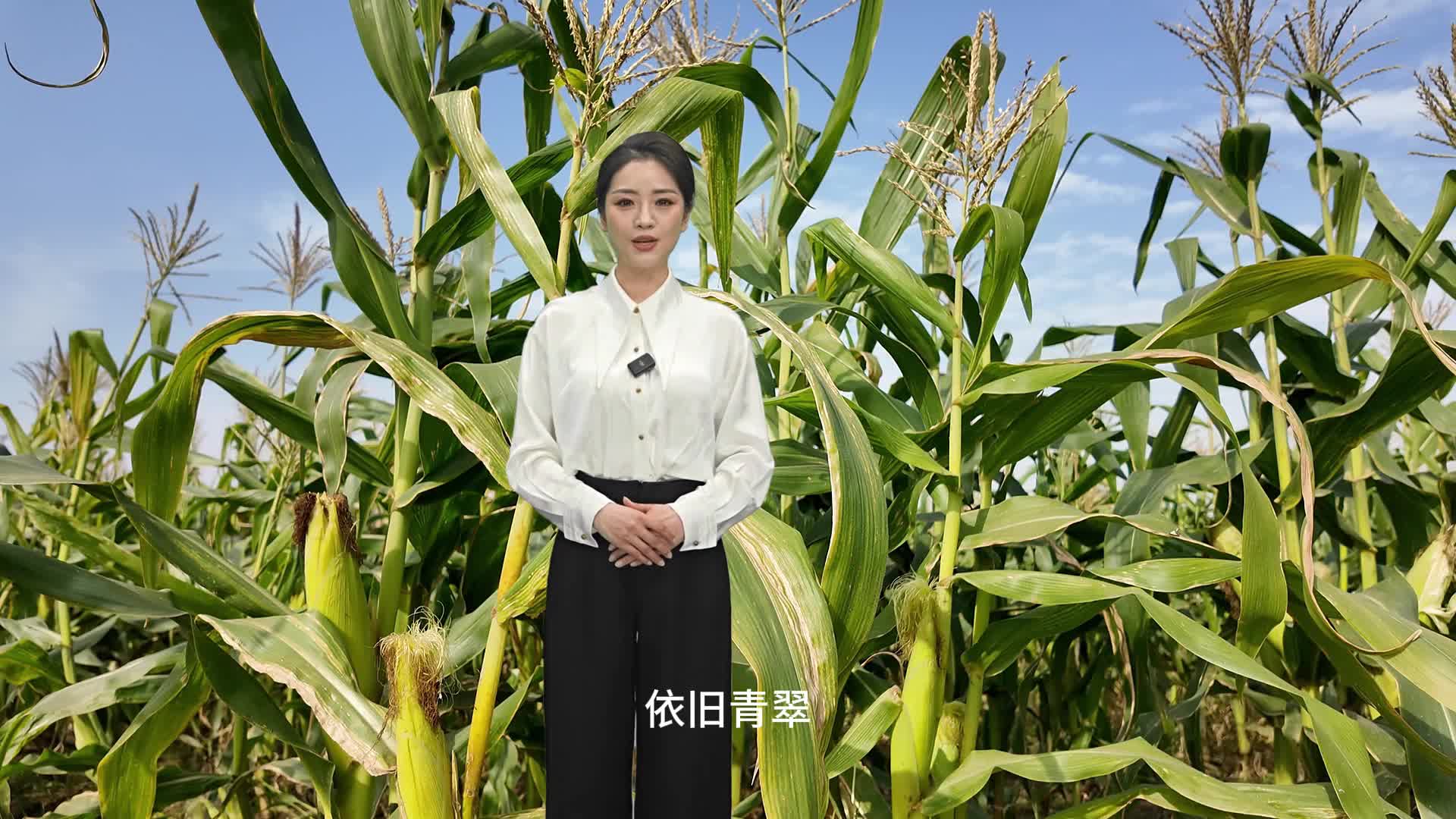 每年可以种三季，冬天成熟的玉米你见过吗？