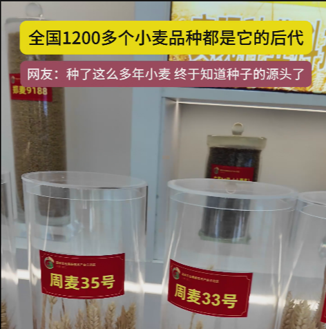 周口国家农高区展示的种子资源，全国1200多个小麦品种都是它的后代!