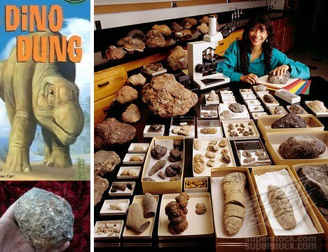 古生物学家以及更为专业的古粪便学家并不是粗心的观察者，他们能够分辨出粪化石