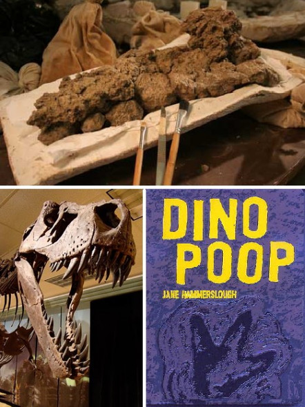 与食草动物的粪化石相比，食肉动物的粪化石更容易保存